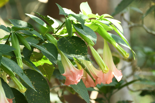 Brugmansia insignis