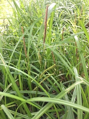 Carex dispalata