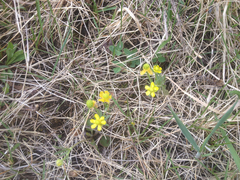 Ranunculus rhomboideus