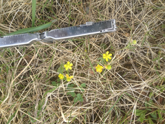 Ranunculus rhomboideus