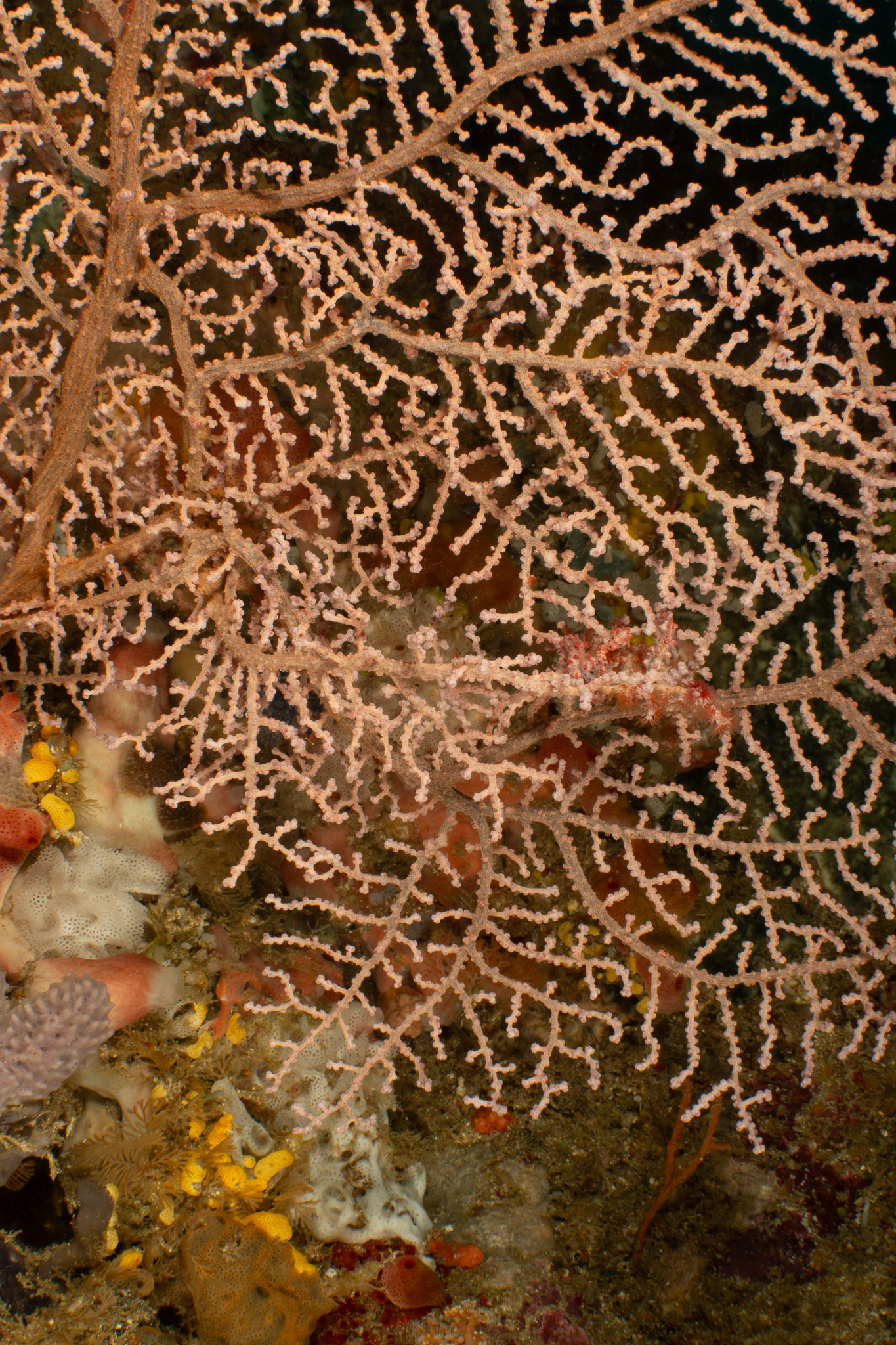 Muricella plectana Grasshoff, 1999