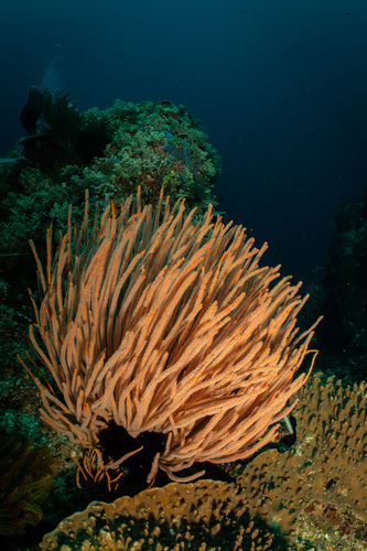 Ellisella observed 2024-03-30