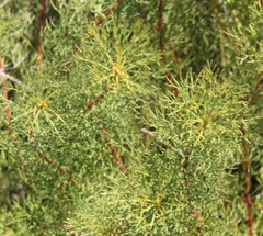 Serruria foeniculacea