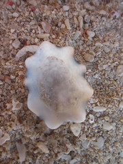 Patelloida saccharina