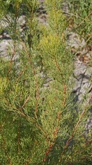 Serruria foeniculacea