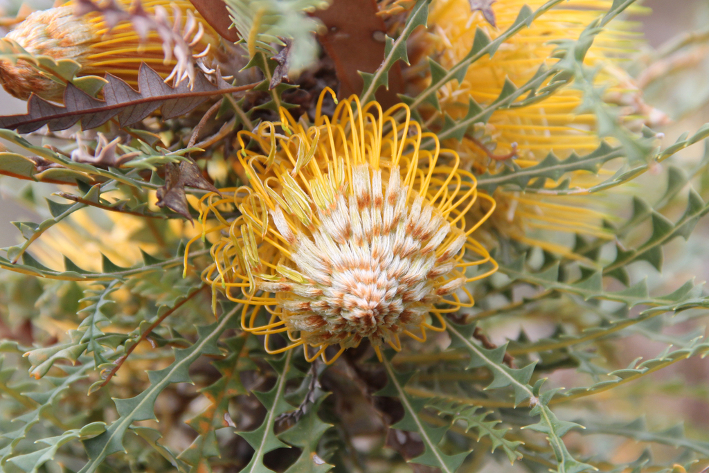 golden dryandra