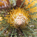 Banksia nobilis - Photo (c) Ray Turnbull, algunos derechos reservados (CC BY-NC), subido por Ray Turnbull