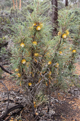 Banksia nobilis