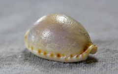 Naria labrolineata
