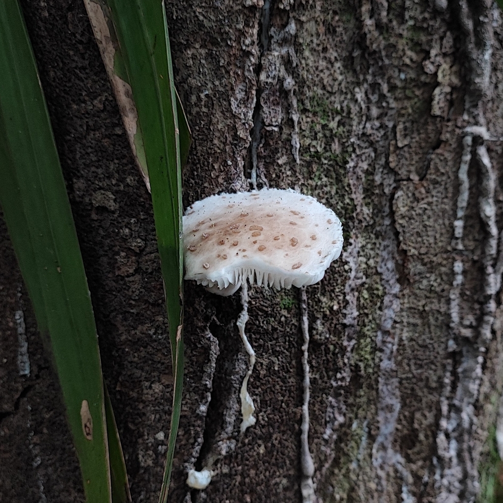 Oudemansiella cubensis · April 2024 · photo: © trfsinani (iNaturalist, cc-by)