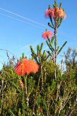 Melaleuca sparsa