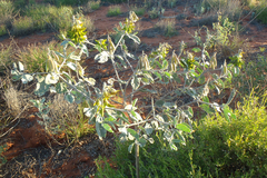 Crotalaria cunninghamii