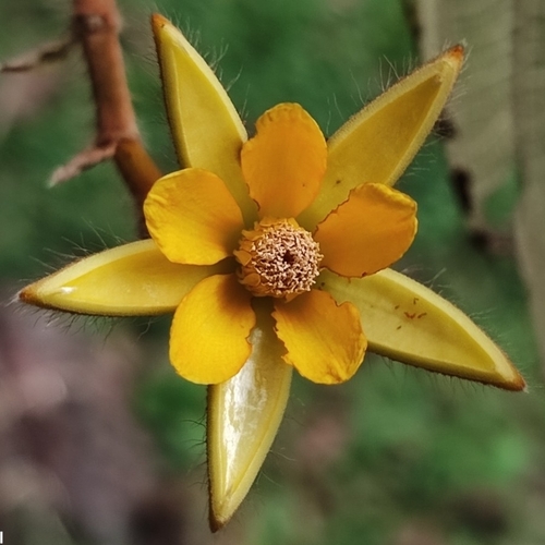 Apeiba tibourbou - Whole tree