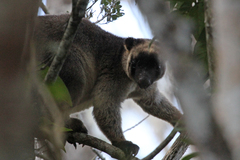 Dendrolagus lumholtzi