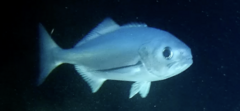Antarctic Butterfish photo 3