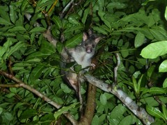 Trichosurus vulpecula arnhemensis