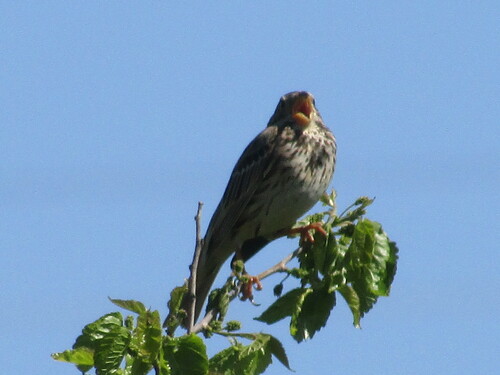 Corn Bunting (Emberiza calandra), photo 8