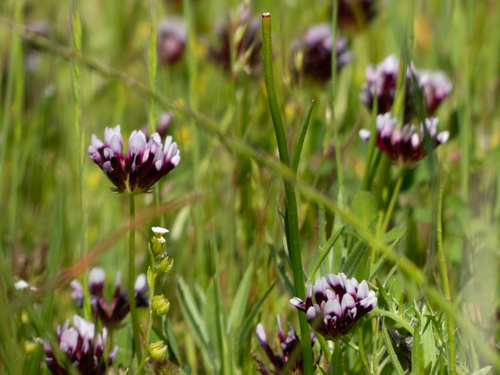 iNaturalist observation photo of white-tipped clover