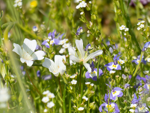 iNaturalist observation photo of Doublehorn Calicoflower