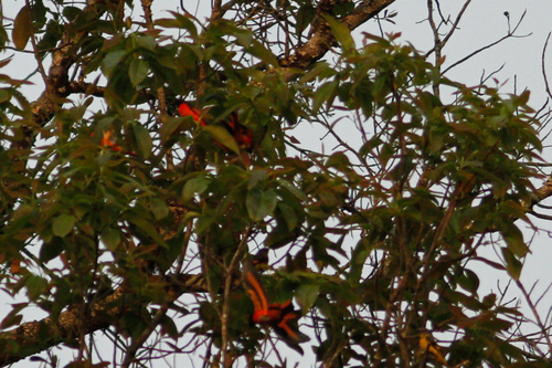 Pericrocotus ethologus