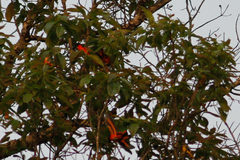 Pericrocotus ethologus