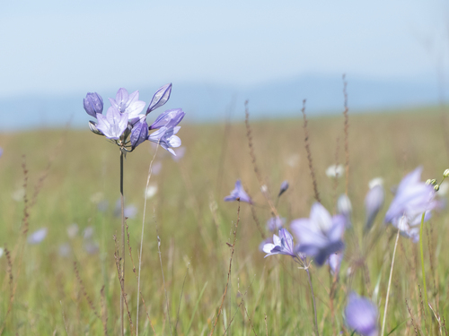iNaturalist observation photo of Ithuriel's Spear