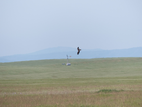 iNaturalist observation photo of Golden Eagle