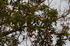 Pericrocotus ethologus