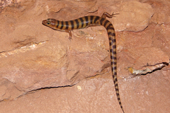 Eremiascincus richardsonii