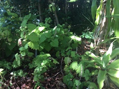 Coleus grandidentatus
