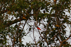 Pericrocotus ethologus