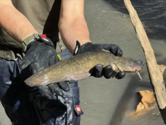 Freshwater Cobbler photo 2