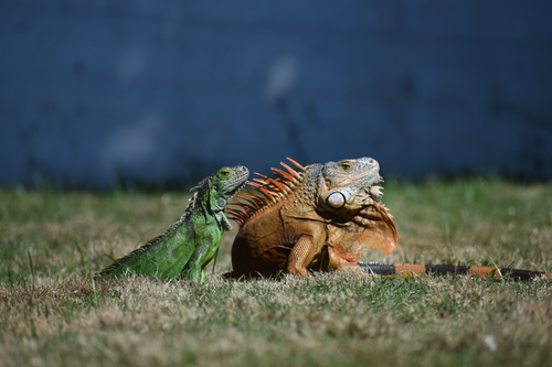Green Iguana, photo 2 of 7
