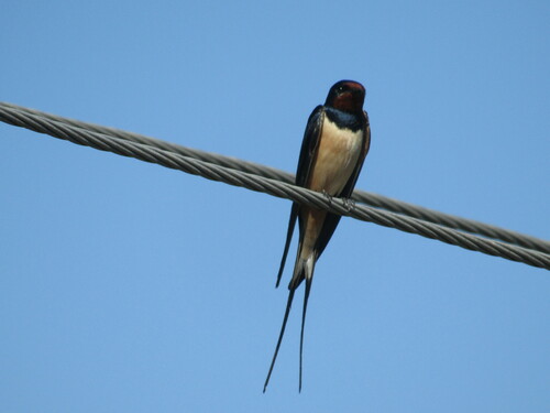 Golondrina común (Hirundo rustica)