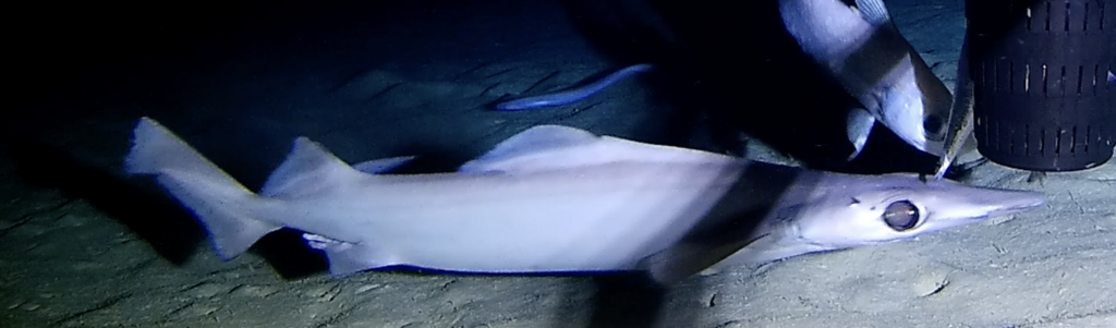 Foto de Tiburón Piquipájaro (Deania calceus)