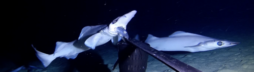 Foto de Tiburón Piquipájaro (Deania calceus)