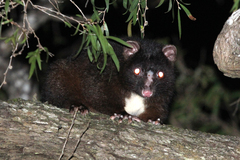 Pseudocheirus occidentalis