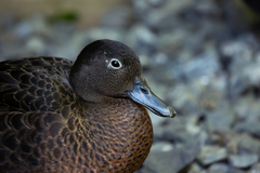 Brown Teal photo 5