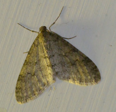 Trichopteryx carpinata