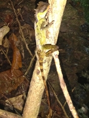 Acanthosaura lepidogaster