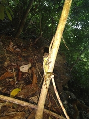 Acanthosaura lepidogaster