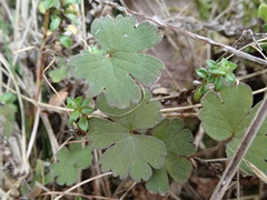 Geranium microphyllum
