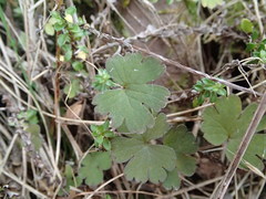 Geranium microphyllum