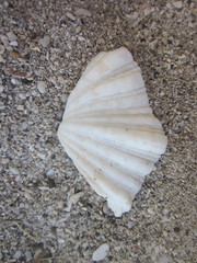 Hippopus hippopus