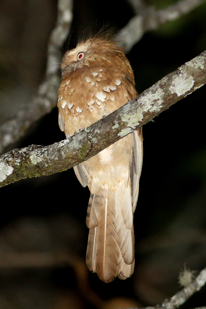 Hodgson's Frogmouth photo