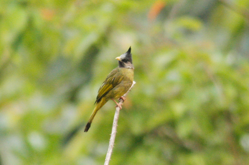 Spizixos canifrons