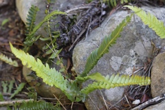 Blechnum australe