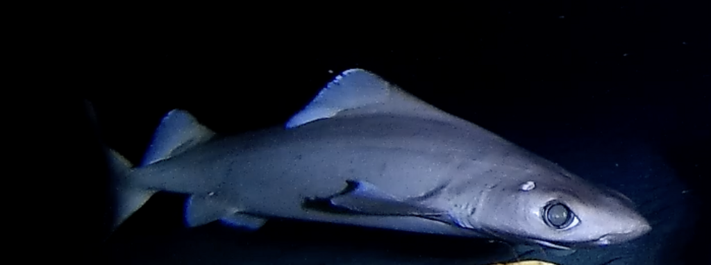 Deepsea spiny dogfish (Centrophorus squamosus) — Centrophoridae