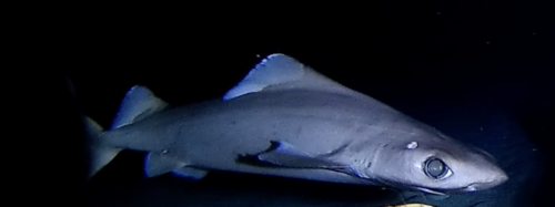 Deepsea spiny dogfish (Centrophorus squamosus) — Centrophoridae