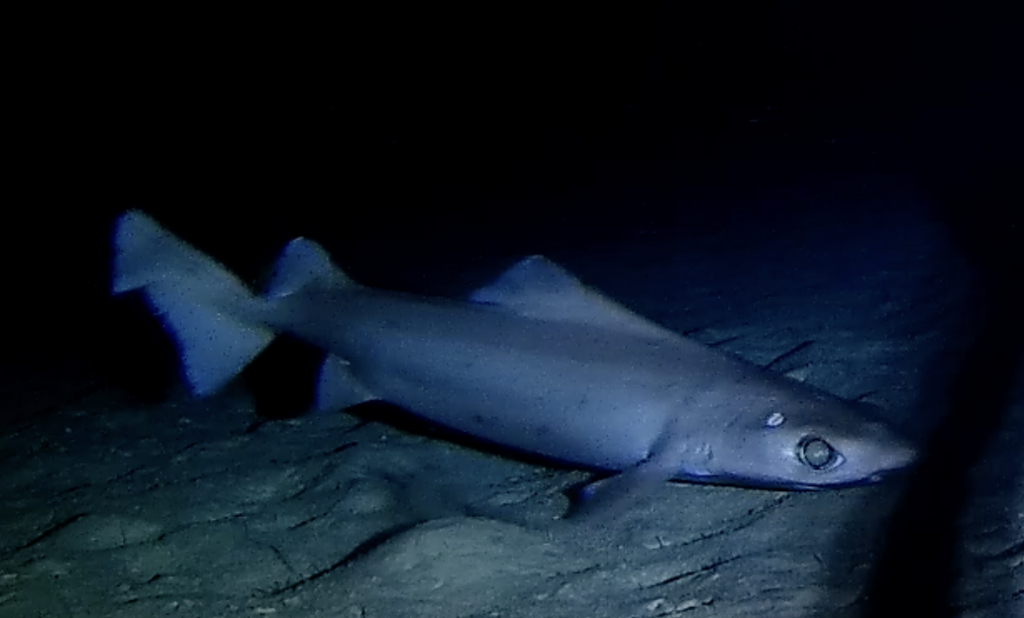 Gulper Sharks
